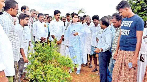 ఉద్యాన పంటల పరిశీలన