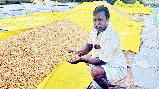 మొక్కజొన్న రైతు కుదేలు