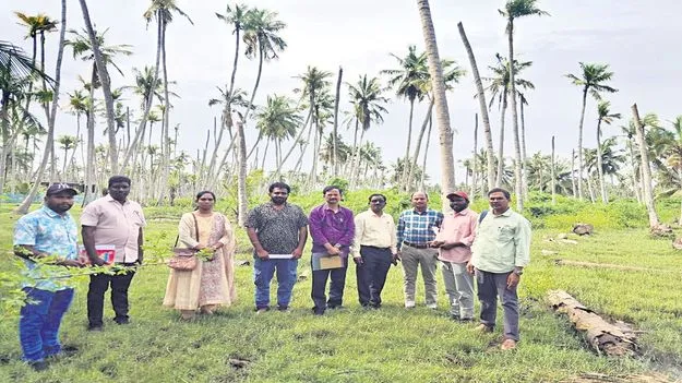 సముద్ర పోటుతో కొబ్బరిచెట్ల వినాశనం