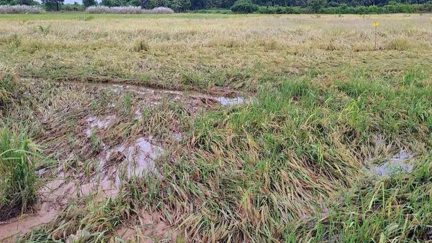 కుండపోత