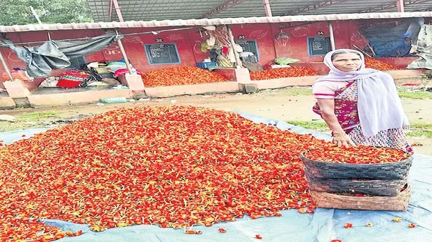 బంతి పూల ధర పతనం!  