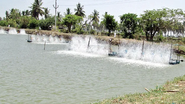 ఆక్వా చెరువులకు రిజిస్ట్రేషన్‌ !