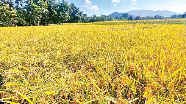 రైతుల్లో తుఫాన్‌ కలవరం