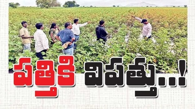 పత్తికి విపత్తు..!