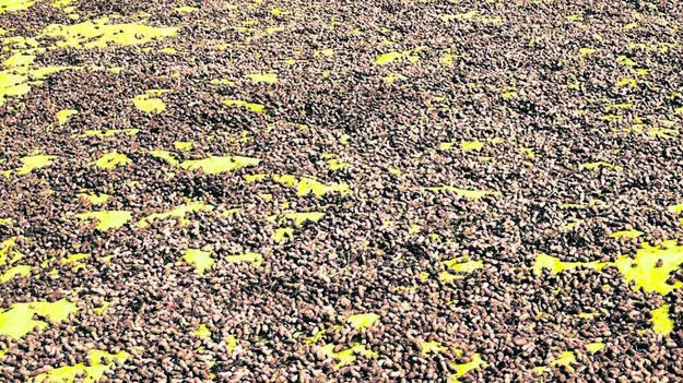 CROP: రైతు కష్టం వానపాలు 