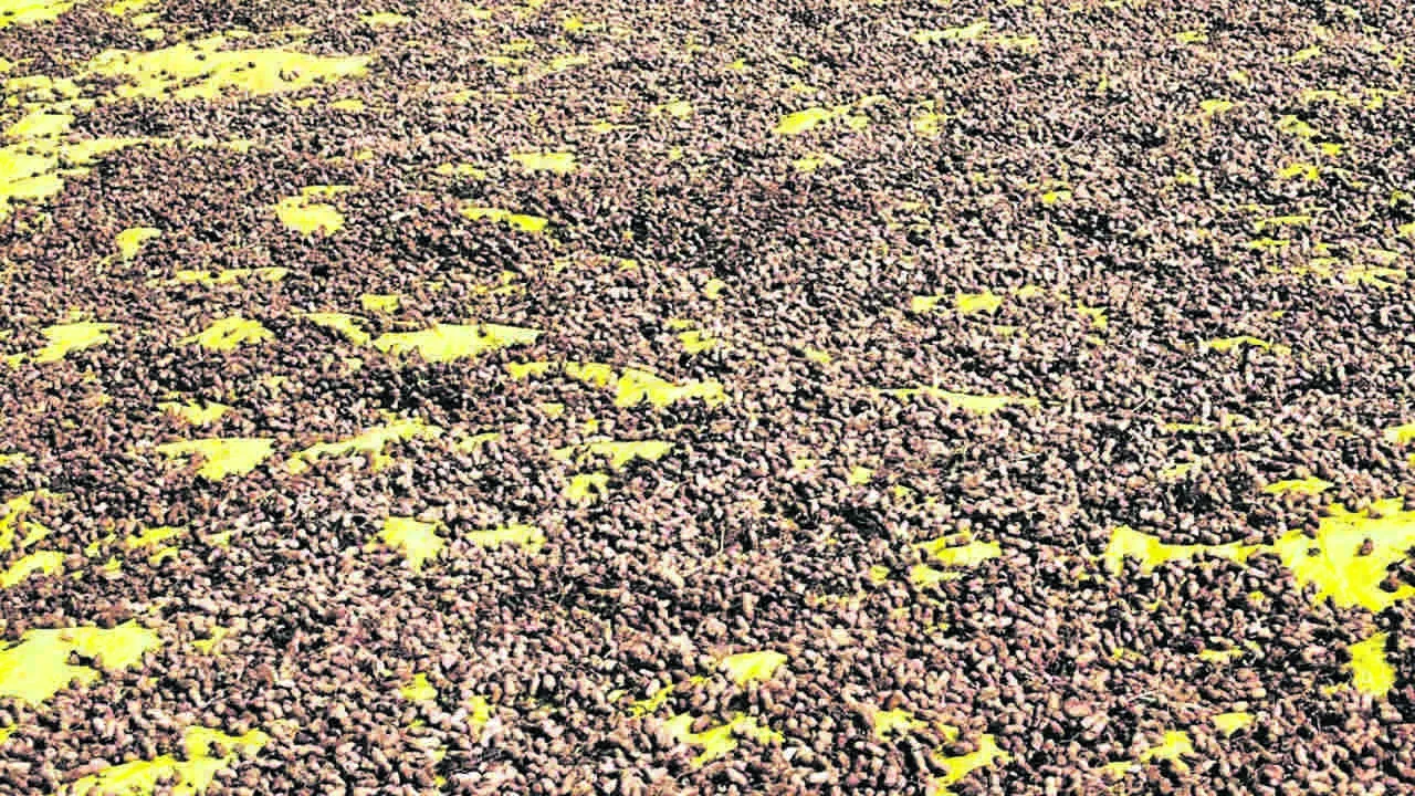 CROP: రైతు కష్టం వానపాలు 