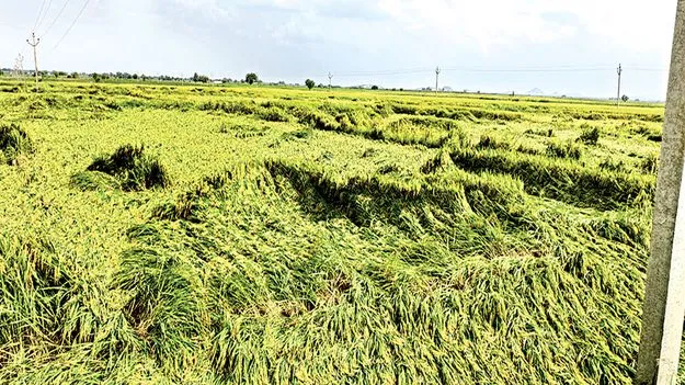 వరికి వరద పోటు 