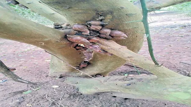 తోటలను పీల్చి పిప్పి చేస్తున్నాయ్‌!