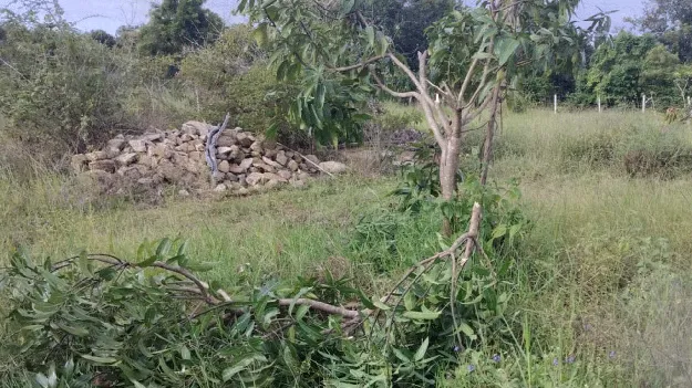 పంటలపై ఆగని ‘గజ’దాడులు