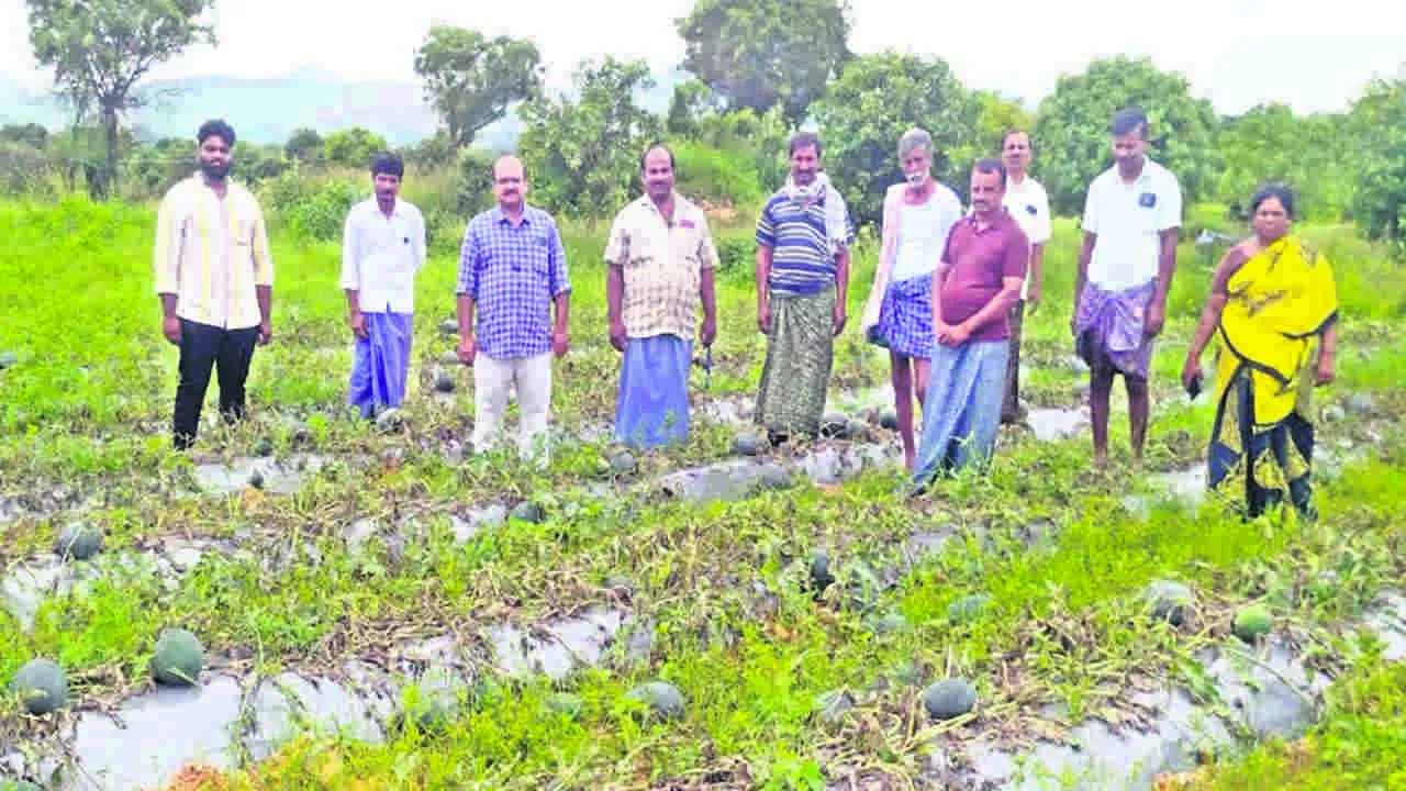 OFFICIALS: కర్బూజ పంటను పరిశీలించిన అధికారులు 