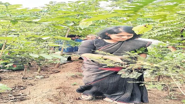 పర్యాటకానికి ఊతం హోంస్టే : కలెక్టర్‌