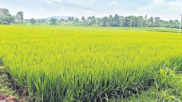 ఆందోళనలో అన్నదాతలు