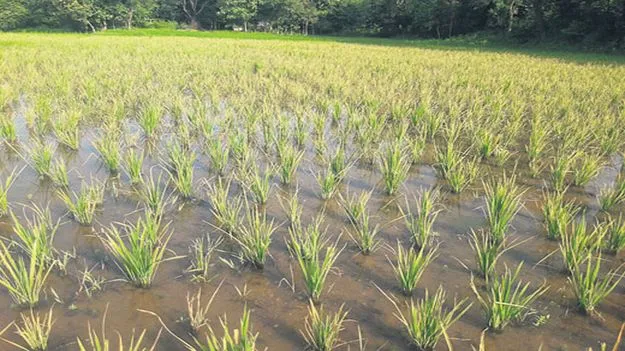 వరిపై సుడిదోమ దాడి!