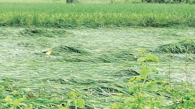 Farmers in sad situation రైతులో గుబులు