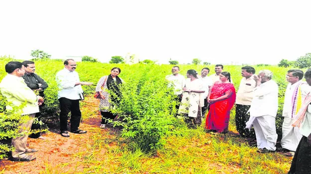 CROPS: పంటలను పరిశీలించిన వ్యవసాయ అదికారులు