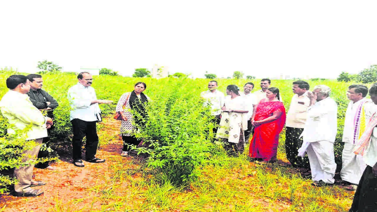 CROPS: పంటలను పరిశీలించిన వ్యవసాయ అదికారులు