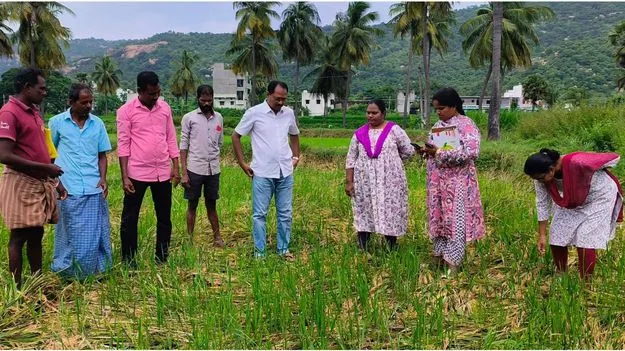 514 ఎకరాల్లో దెబ్బతిన్న పంటలు  