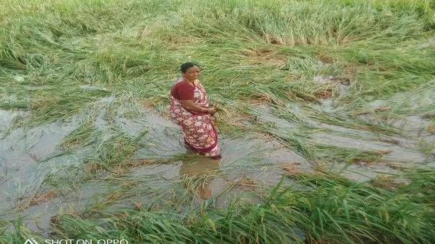 Peddapalli: మొంథా ముంచేసింది..