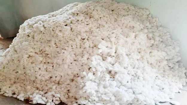  Karimnagar:  ధర లేక పత్తి రైతు దిగాలు 