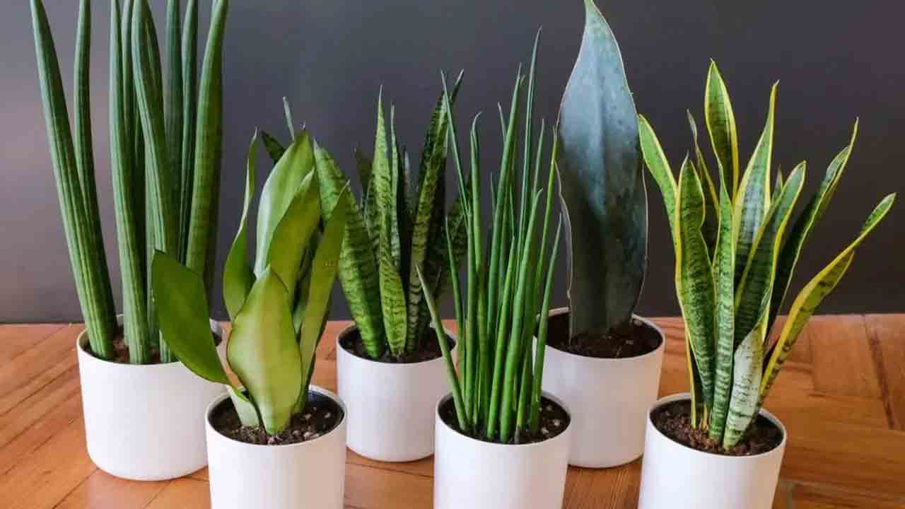 మీ ఇంటి గాలిని శుభ్రంగా ఉంచే ఆరు ఇంటి మొక్కలు ఏవో తెలుసా..?
