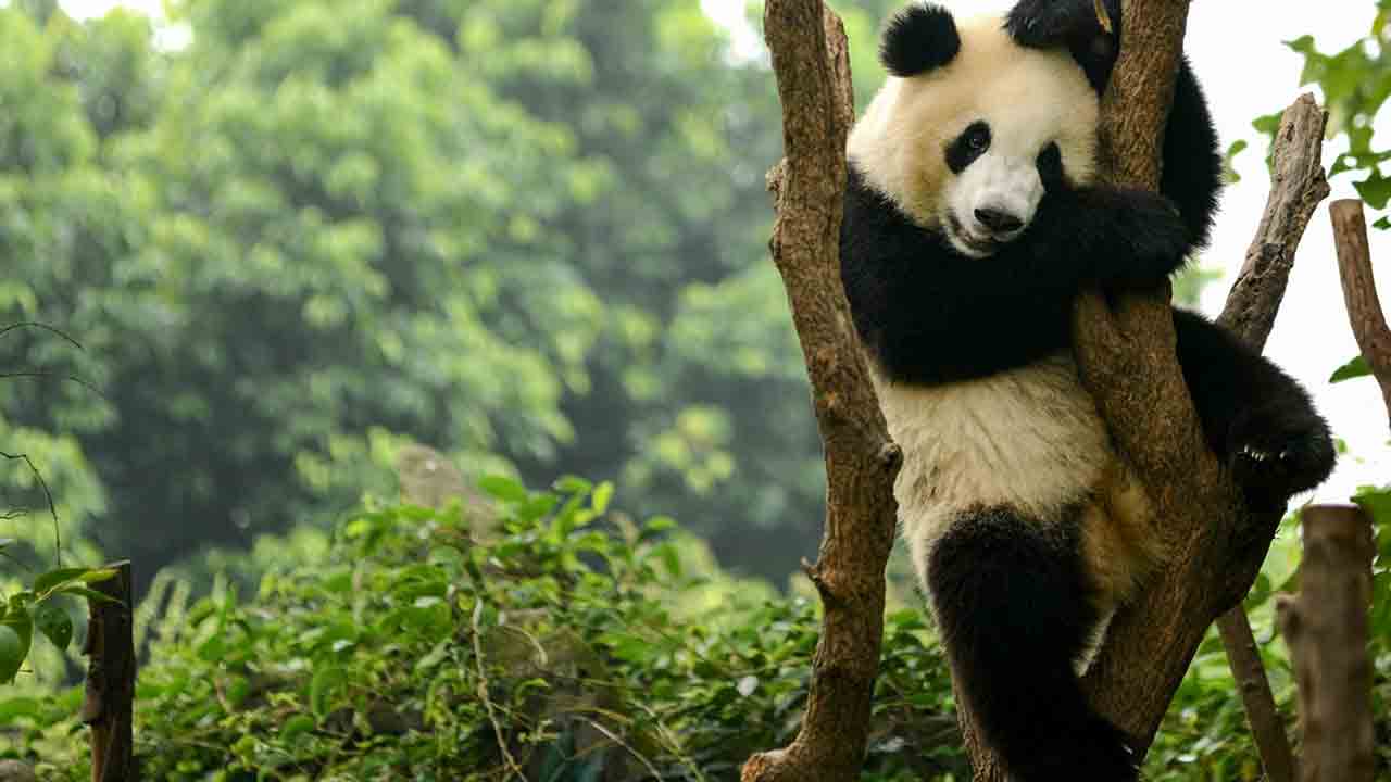 ప్రపంచంలో నలుపు, తెలుపు రంగులు కలిగిన జంతువులు ఎక్కువగా ఎక్కడ ఉంటాయో తెలుసా..?