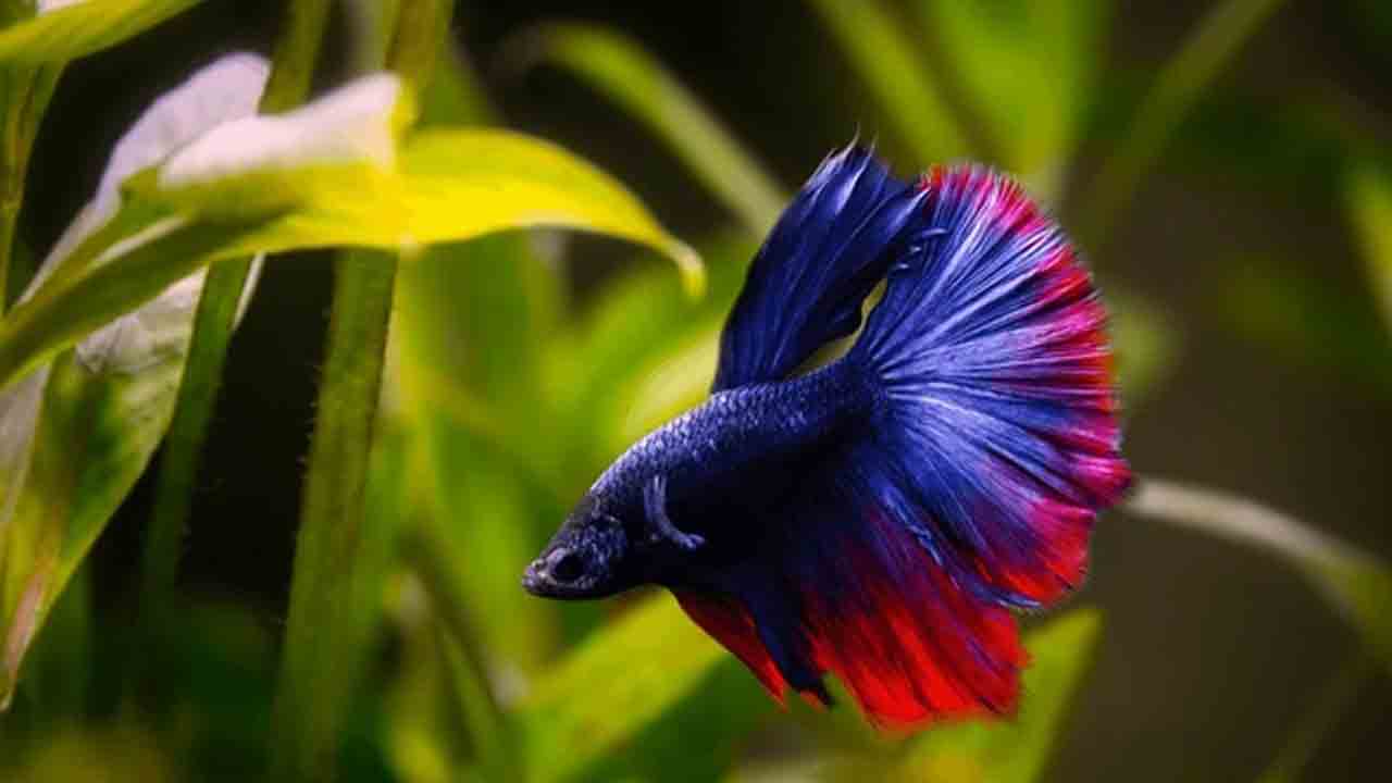 Betta Fish Types: మీ అక్వేరియం అందంగా కనిపించాలి అంటే.. ఈ చేపలు ఉండాలి
