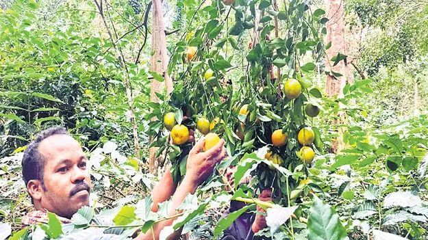 హాట్‌ కేకుల్లా ఆర్గానిక్‌ కమలాల విక్రయం