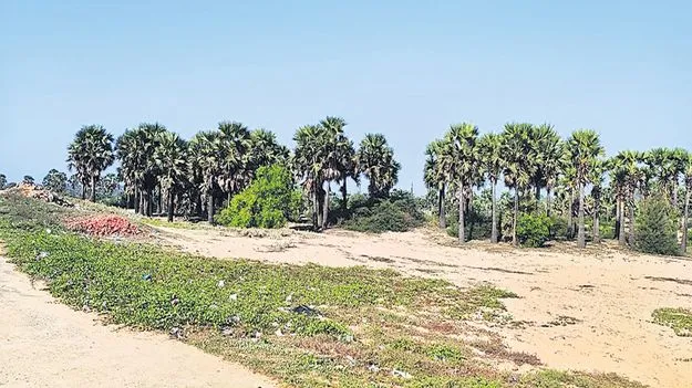 తీరానికి..  తాటి కవచం!