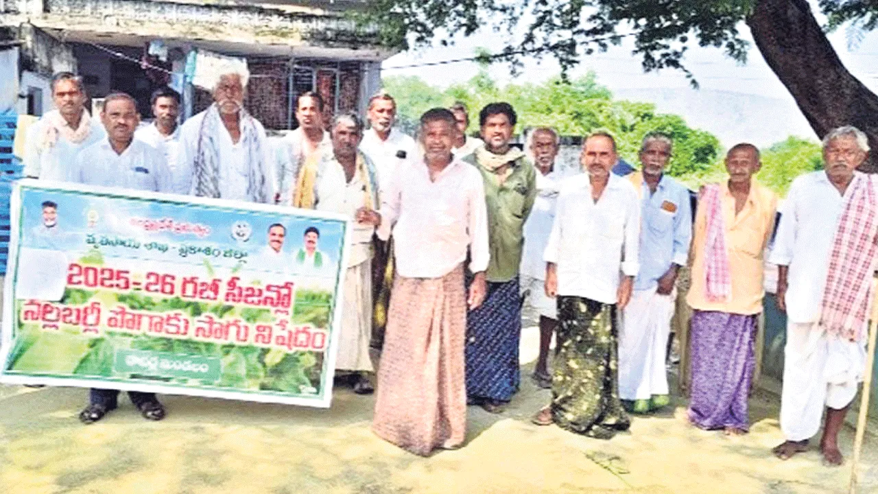 నల్లబర్లీ సాగుపై నిషేధం 