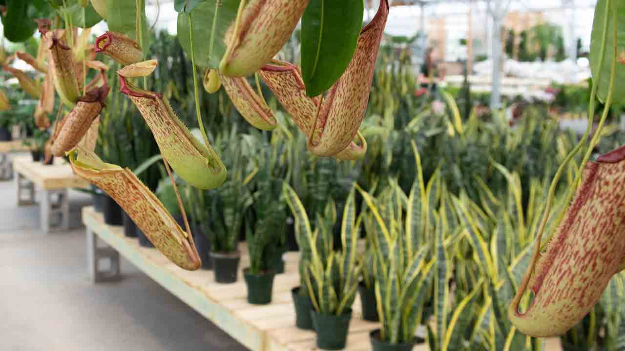 Carnivorous Plants: కీటకాలను బంధించి తినే ప్రత్యేకమైన మొక్కలు ఏవో తెలుసా..?