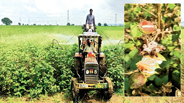 గులాబీ పురుగు నమిలేస్తోంది..