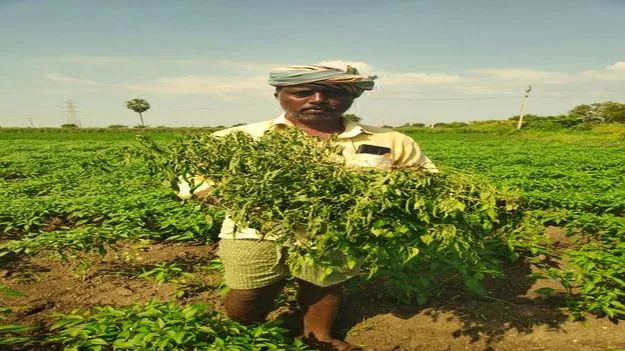 కళ్లు చె‘మిర్చి’