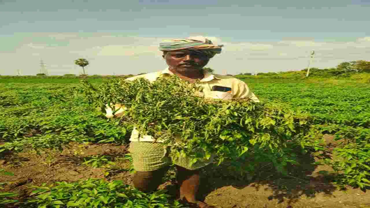 కళ్లు చె‘మిర్చి’