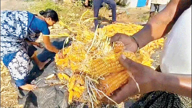 Corn sprout  మొక్కజొన్నకు మొలక
