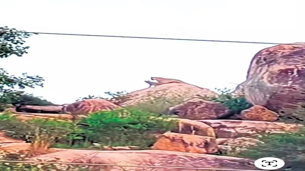 అమ్మో చిరుత