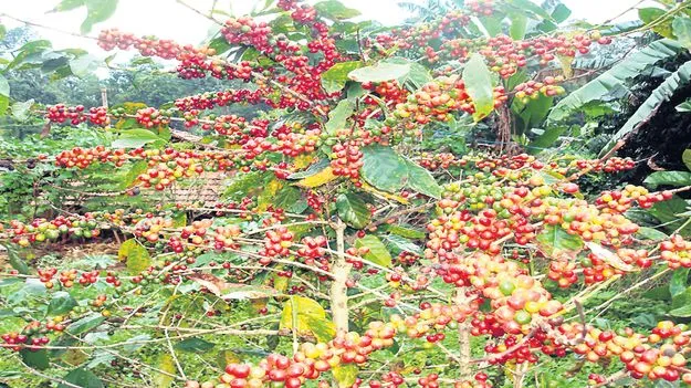 అరకు కాఫీకి అంతర్జాతీయ గుర్తింపు