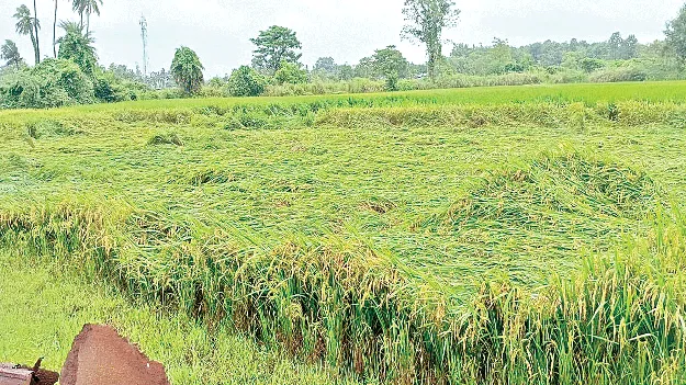  మొంథా  తుఫాన్‌ మిగిల్చిన నష్టం