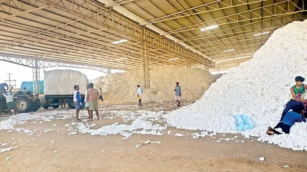    పత్తి రైతులకు శుభవార్త 