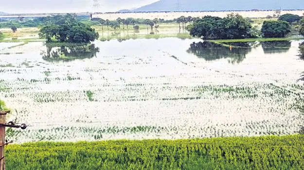 వీడని ‘మొంథా’ ఛాయలు!