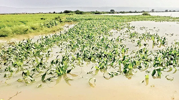 ‘మొంథా’తో రైతన్న కుదేలు