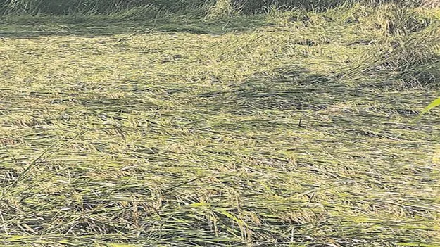 తుఫాన్‌ పంట నష్టంపై తేలిన లెక్క