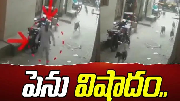 While Fleeing Stray Dog Attack: పెను విషాదం.. వీధి కుక్కలనుంచి తప్పించుకోబోయి.. 