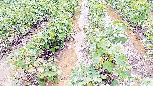 భారీ వర్షాలకు అపార నష్టం 