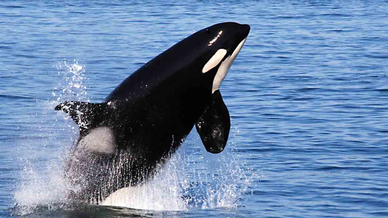 ప్రపంచంలో నలుపు, తెలుపు రంగులు కలిగిన జంతువులు ఎక్కువగా ఎక్కడ ఉంటాయో తెలుసా..?