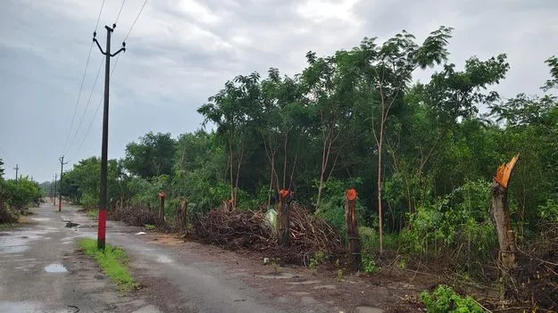 తీగలు అటు..నరికివేతలు ఇటు