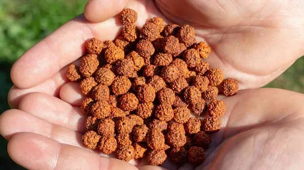 Rudraksha Exports: స్విట్జర్లాండ్‌లో రుద్రాక్షకు భలే డిమాండ్‌