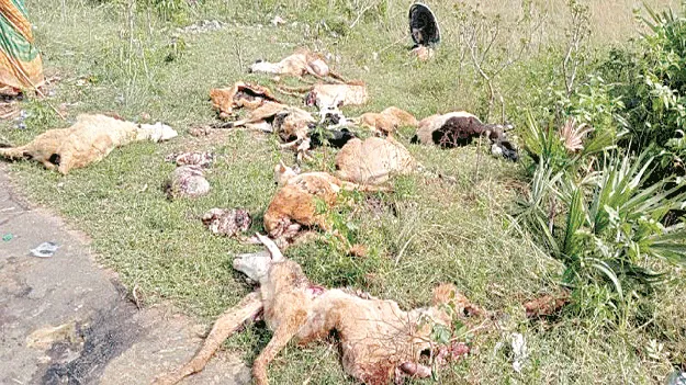 గొర్రెల మందపైకి దూసుకెళ్లిన ఆర్టీసీ బస్సు