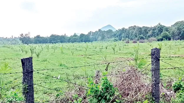  మామిడిని.. సాగు చేయలేం!