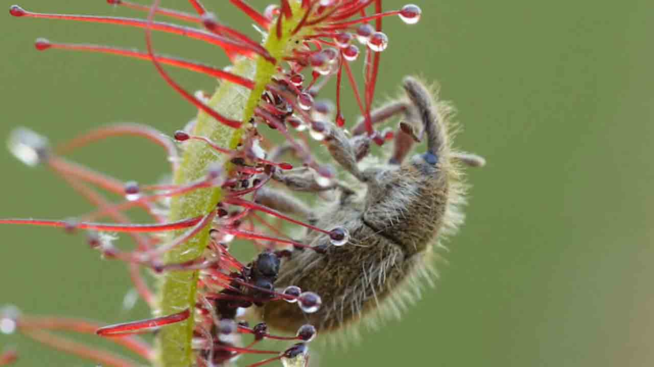 Carnivorous Plants: కీటకాలను బంధించి తినే ప్రత్యేకమైన మొక్కలు ఏవో తెలుసా..?
