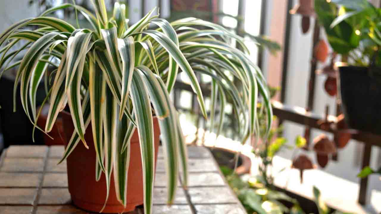 మీ ఇంటి గాలిని శుభ్రంగా ఉంచే ఆరు ఇంటి మొక్కలు ఏవో తెలుసా..?